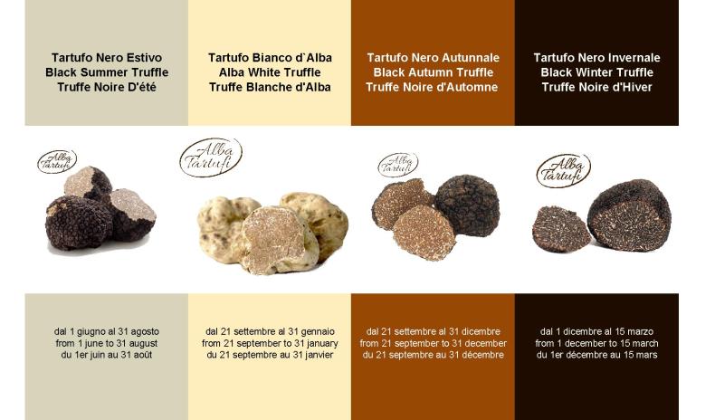 AlbaTartufi - Truffle of Alba (Piedmont - Italy);