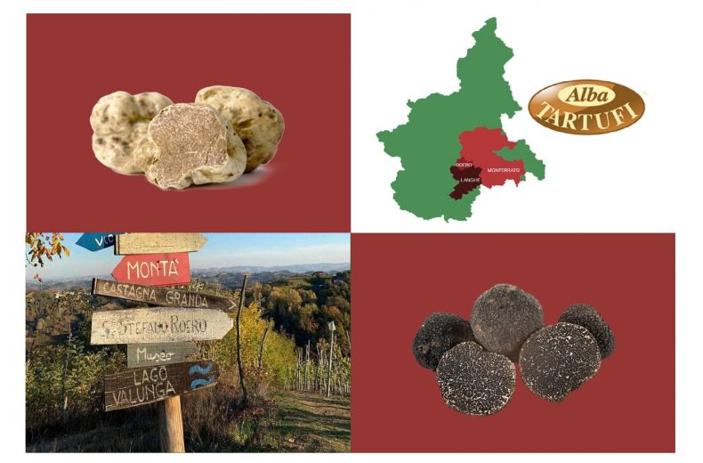 Tartufi Piemontesi Tartufi Freschi Alba Tartufi