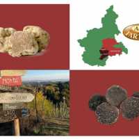 Tartufi Piemontesi Tartufi Freschi Alba Tartufi